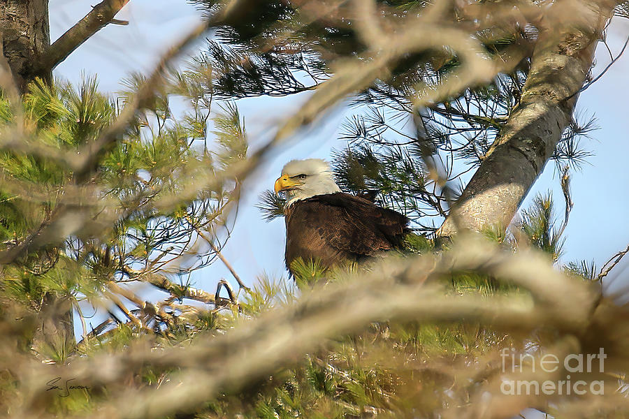 Roosting Bald Eagle Photograph By S Jamieson - Pixels