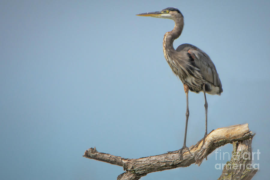 Heron Photograph - Roosting Heron by Gaby Swanson Heron Photograph - Roosting Heron by Gaby Swanson