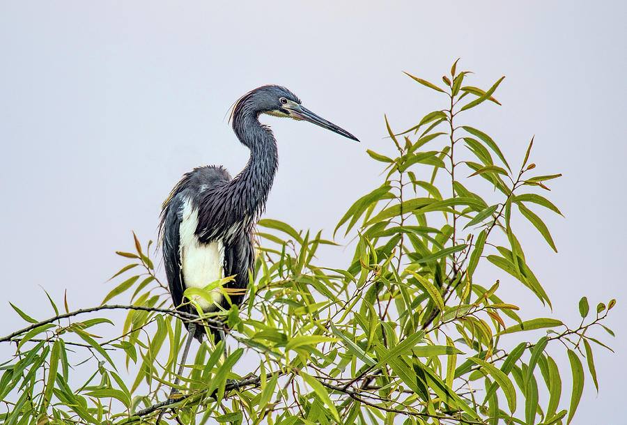 Roosting Tricolor Heron Photograph by Gordon Ripley