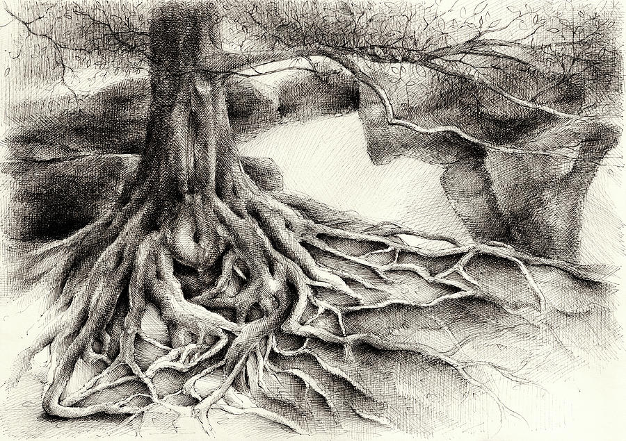 Root and sandstone Drawing by Adriana Mueller