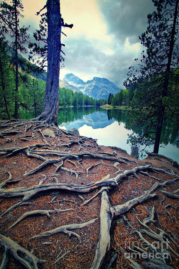 Root Labyrinth Photograph by Thomas Nay