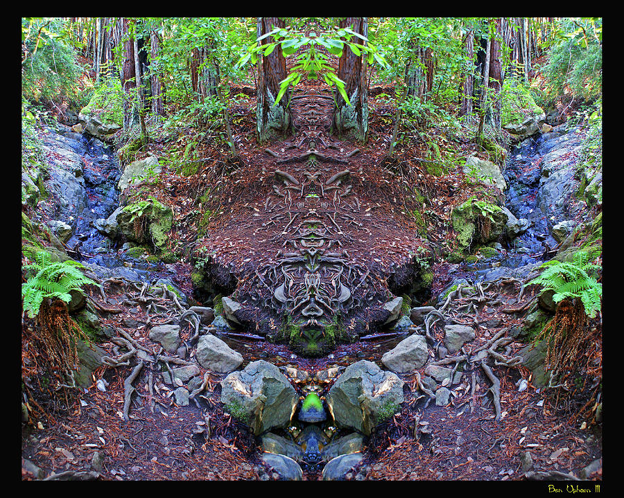 Root Spirits of Mt. Tam #1 with a Black Border Photograph by Ben Upham III