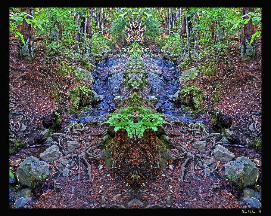 Root Spirits of Mt. Tam #2 in a Black Border Photograph by Ben Upham III