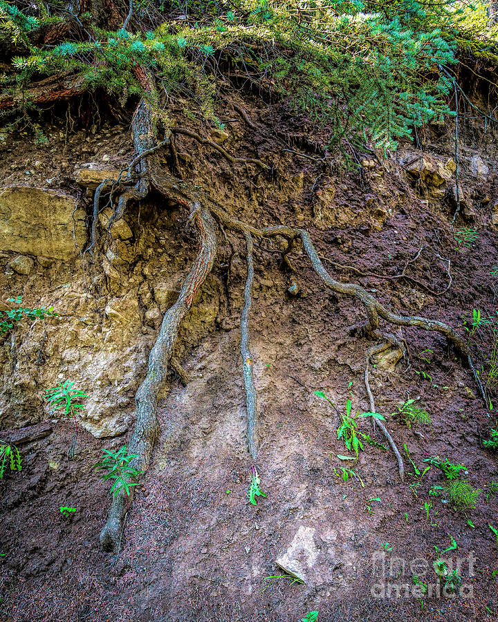 Root System Photograph by Jon Burch Photography