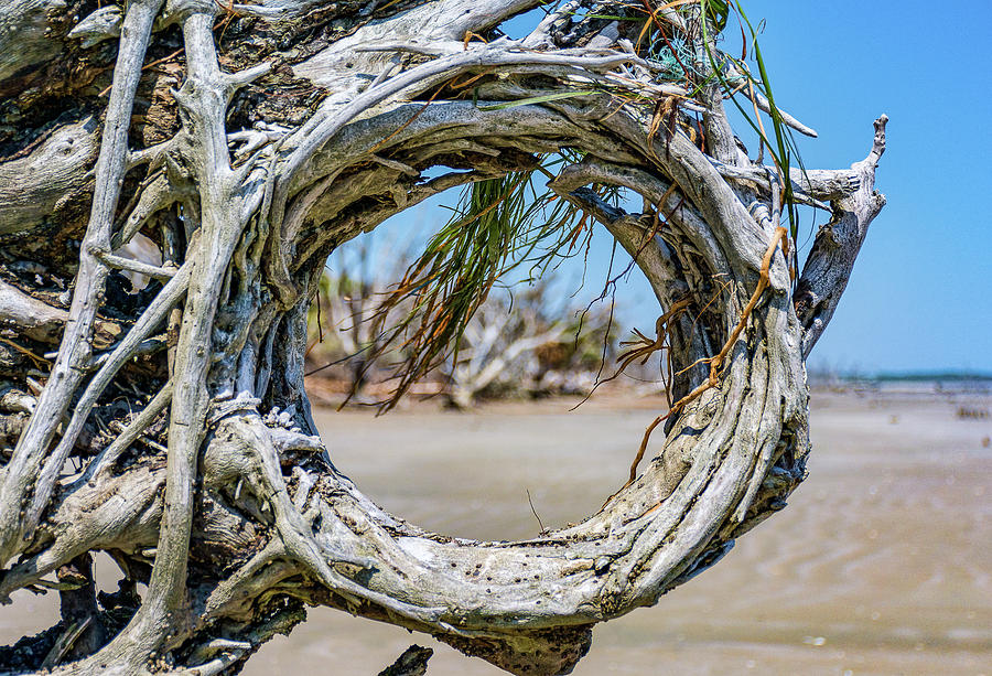 Driftwood Photograph - Root Window by Ginny Horton