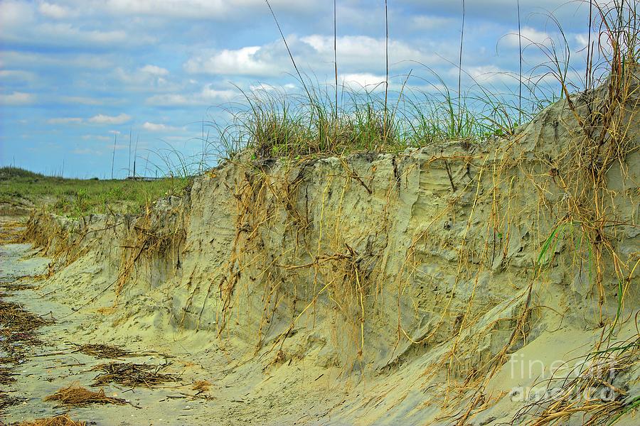 Rooted and Grounded Sand Dunes Photograph by Roberta Byram
