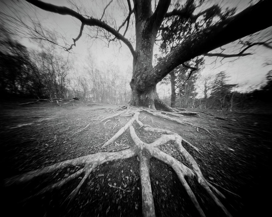 Rooted Down Photograph by Will Gudgeon