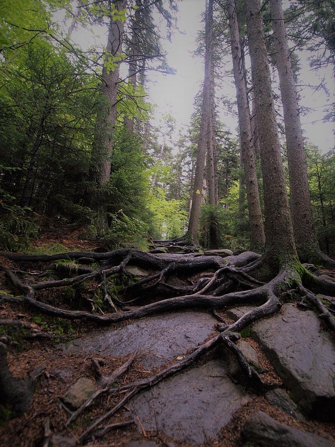 Forest Trees Rooted Firmly at Pack Monadnock Photograph by Lisa Cuipa