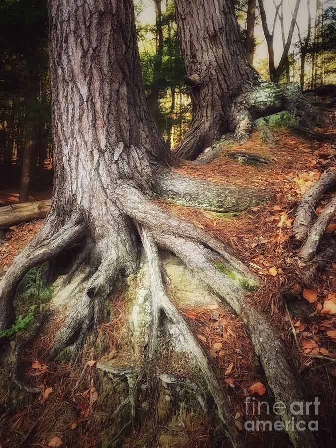 Rooted in the Heart of Copper Photograph by Raena Wilson