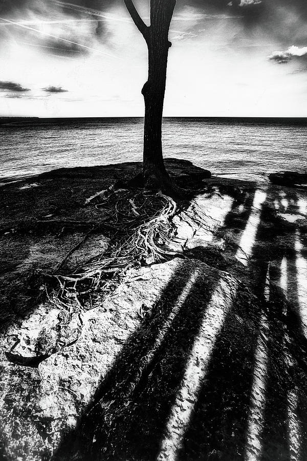 Rooted  Photograph by Marianne Campolongo