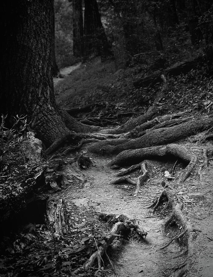 Rooted Path Photograph by Jason Fink