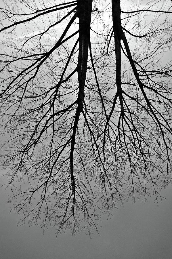 Rooted Tree Reflections Photograph by Angelo DeVal