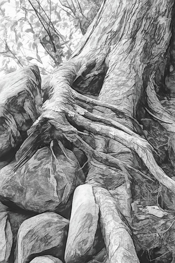 Roots and Rocks 1 Digital Art by Nancy De Flon
