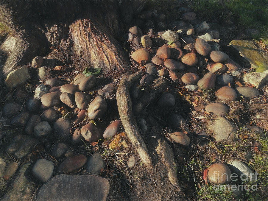 Roots And Rocks Photograph