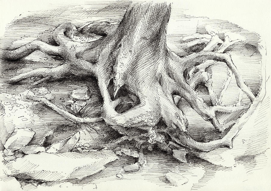 Roots and silent forest II. Drawing by Adriana Mueller