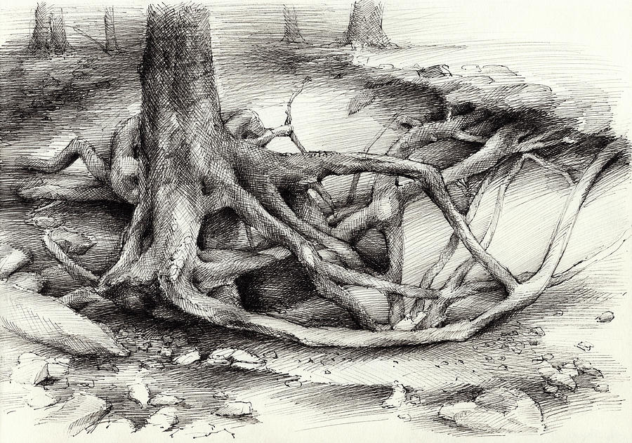 Roots and silent forest V. Drawing by Adriana Mueller