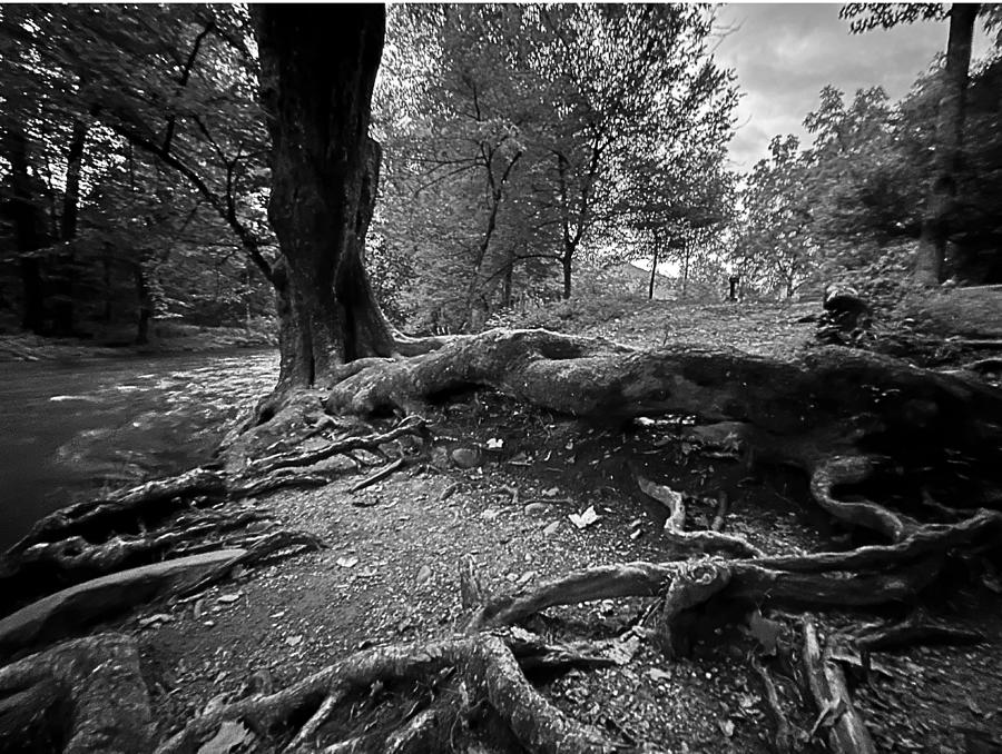 Roots BW Photograph by Lee Darnell
