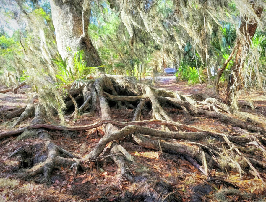 Roots Photograph by Donna Kennedy