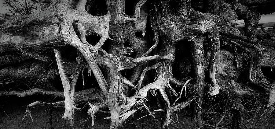 Roots Photograph by Eric Wiles