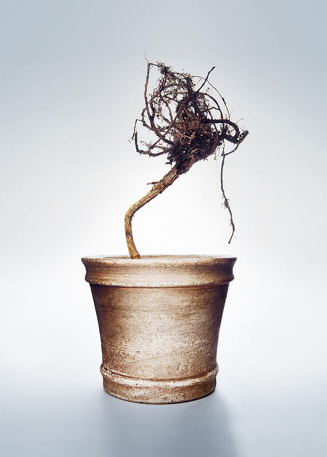 Roots in pot Photograph by Per Mattisson