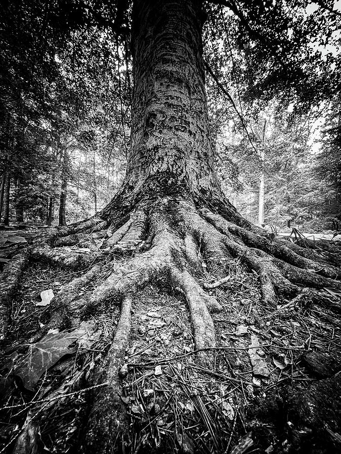 Roots  Photograph by Josh Williams