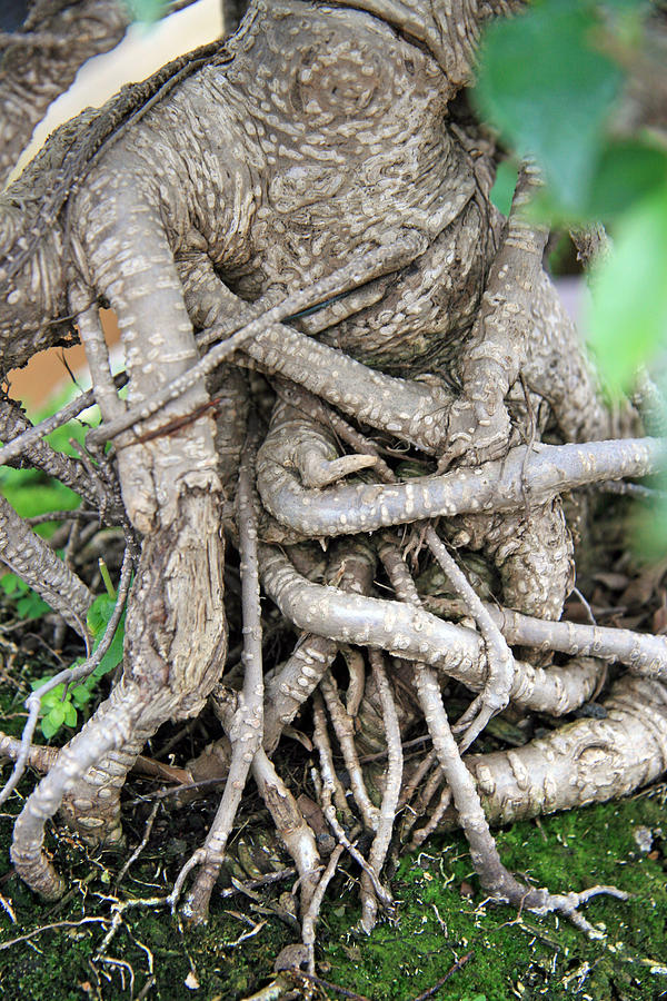 Roots Photograph by Kacharava