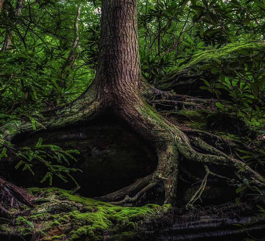 Roots Photograph by Lena Auxier