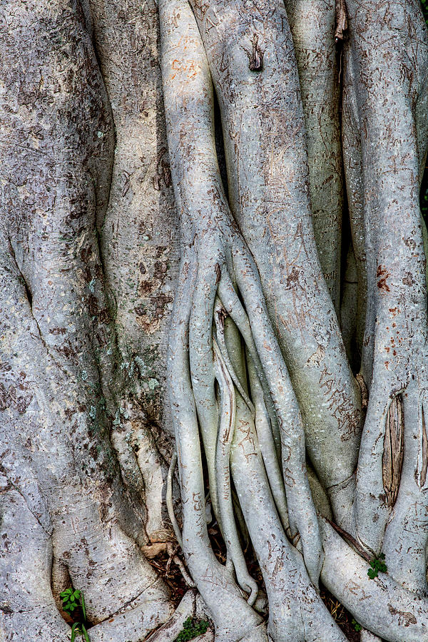 Roots of a Banyan Tree Photograph by John Haldane