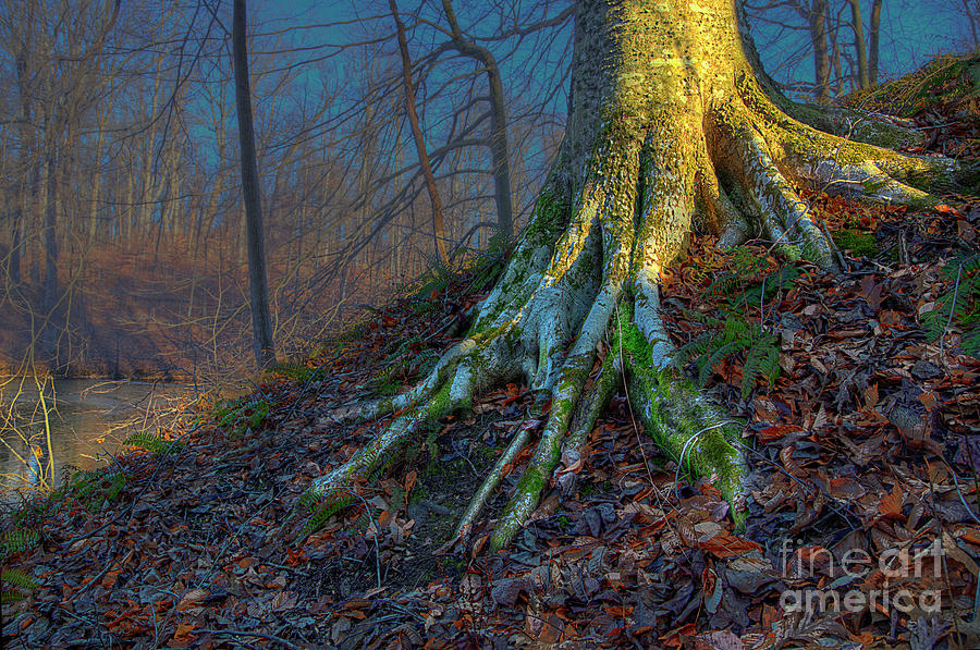 Roots of a Beech Tree  Photograph by Larry Braun