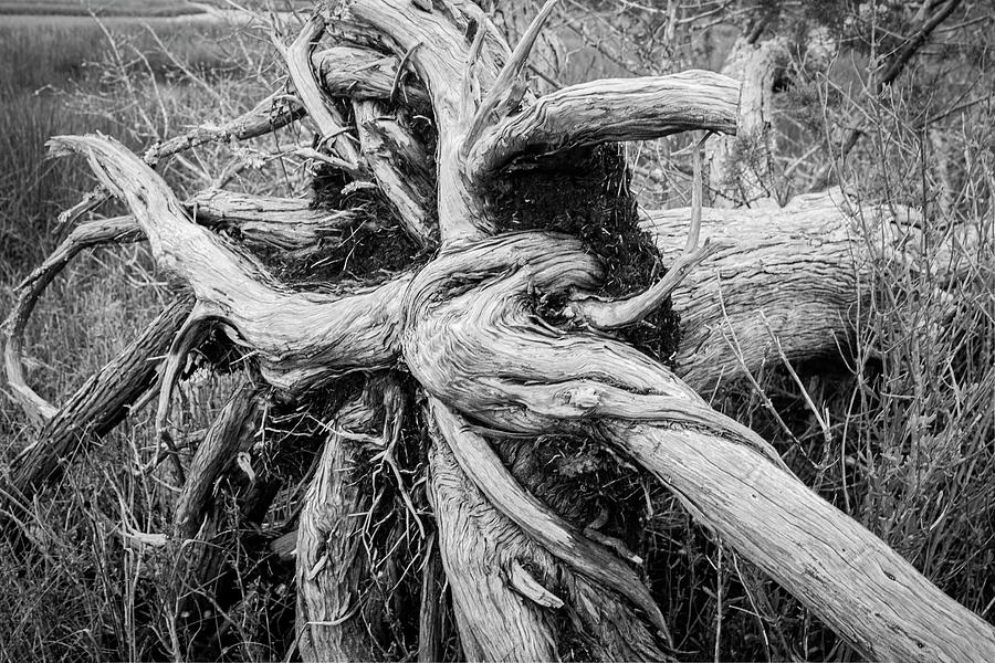 Roots of an Uprooted Tree in the Wetlands - Croatan National Forest Photograph by Bob Decker
