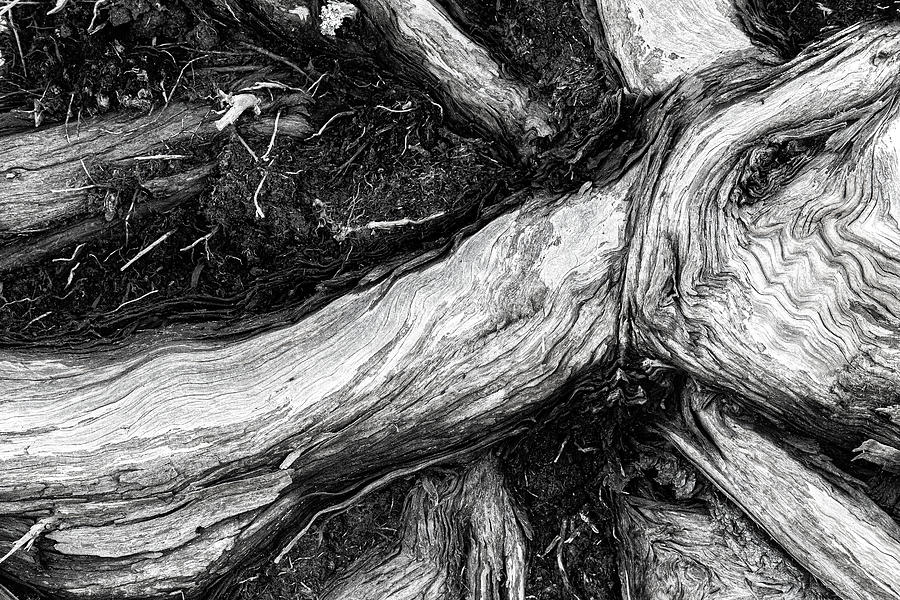 Roots of an Upturned Tree Along the NC Coast Photograph by Bob Decker