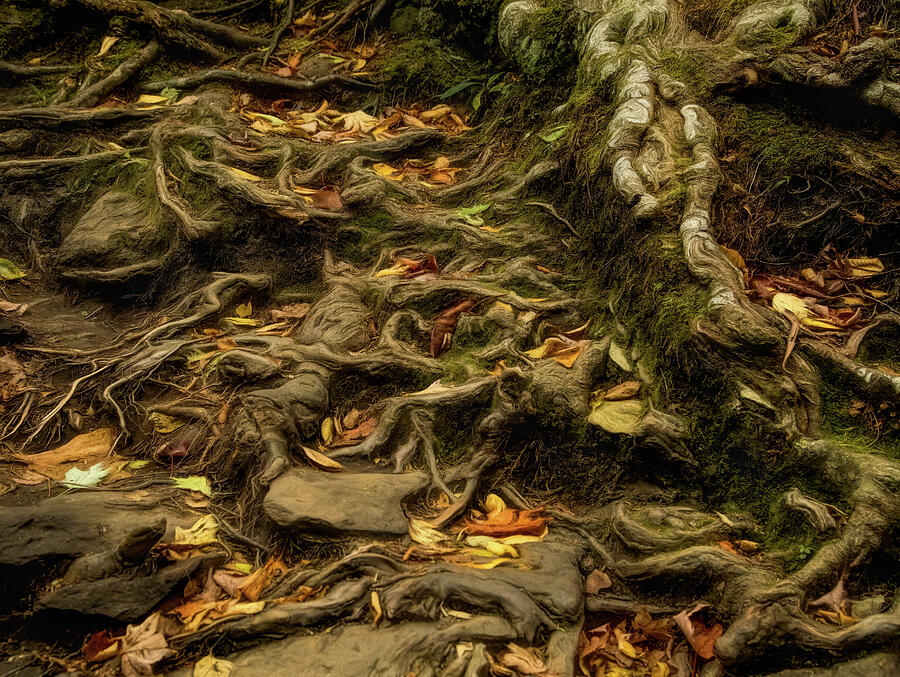 Roots Of Life Photograph by Dodie Ross Roots Of Life Photograph by Dodie Ross