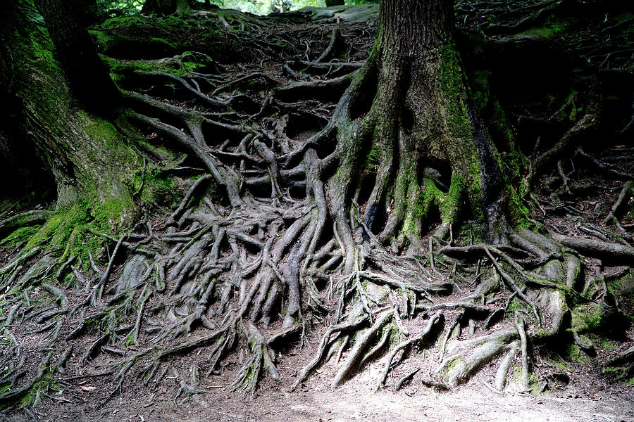 Roots Photograph by Rich S