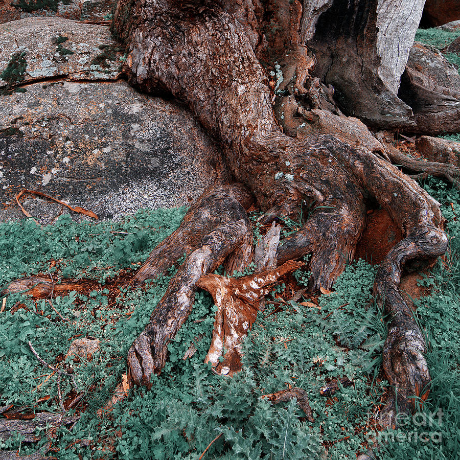 Roots Photograph by Russell Brown