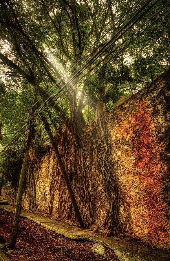 Roots wall Photograph by Micah Offman