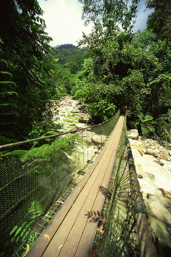 Rope bridge in rainforest Photograph by Comstock Images