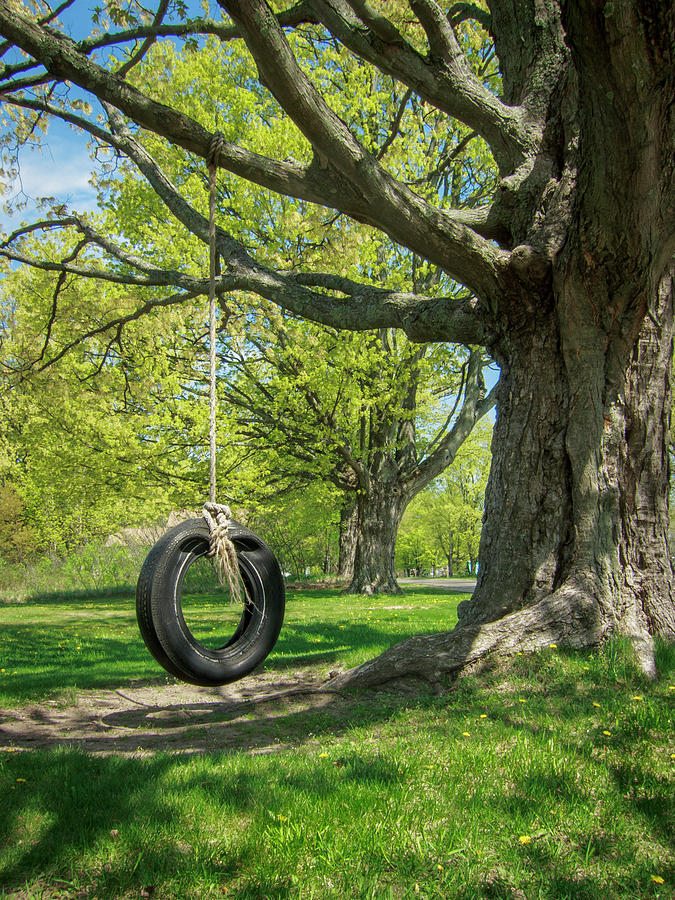 Rope Swing on the Old Maple Tree Photograph by Mary Lee Dereske