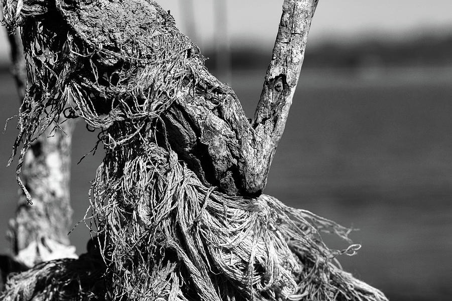 Rope tangled in brush Photograph by Steve Gravano