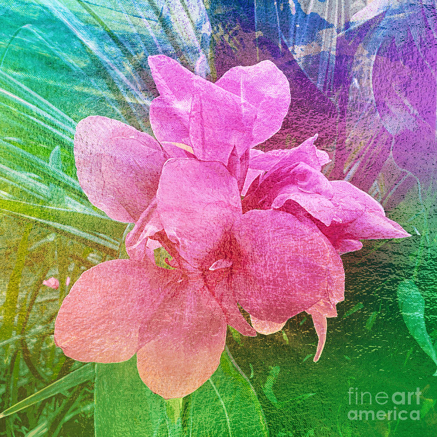 ropical Colors Canna Digital Art Photograph by Carol Groenen
