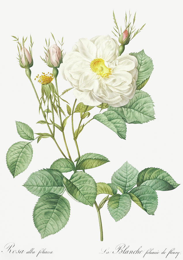 Pierre Joseph Redoute Painting - Rosa Alba, White Leaf of Fleury, Rosa alba foliacea by Pierre Joseph Redoute