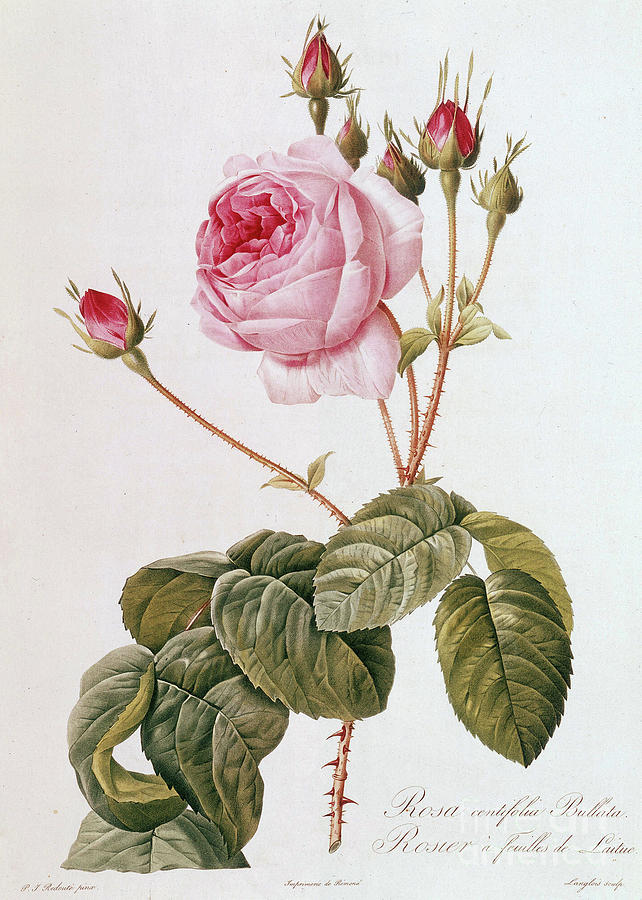 Rosa centifolia Bullata by Redoute Painting by Redoute