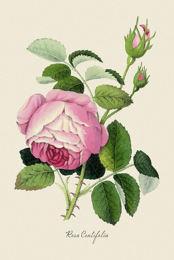 Rosa Centifolia Painting by Dale Kincaid Rosa Centifolia Painting by Dale Kincaid