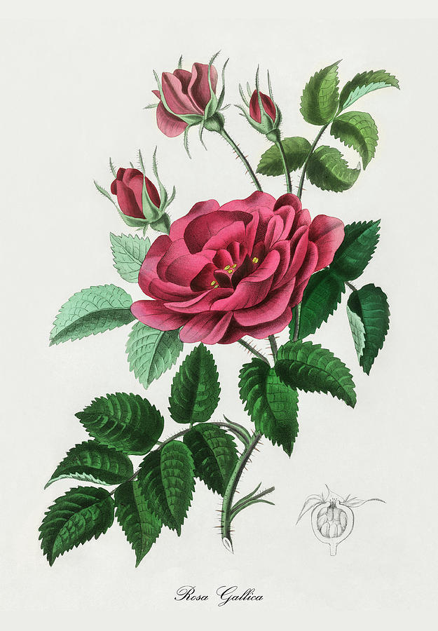 Nature Digital Art - Rosa gallica - French Rose -  Medical Botany - Vintage Botanical Illustration - Plants and Herbs by Studio Grafiikka
