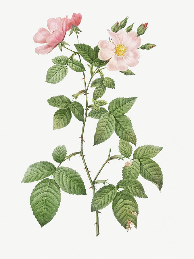 Rosa glauca, Rosebush with Bramble Leaves, Rosa rubifolia Painting by ...