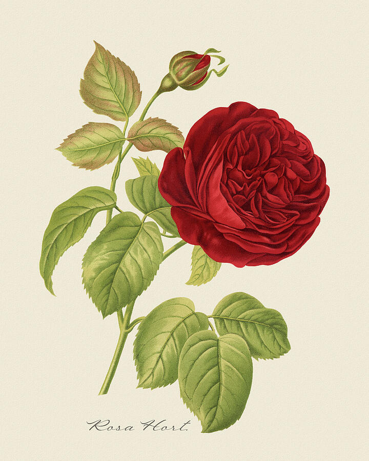 Rosa Hort by Charles Lefebvre Painting by Dale Kincaid Rosa Hort by Charles Lefebvre Painting by Dale Kincaid