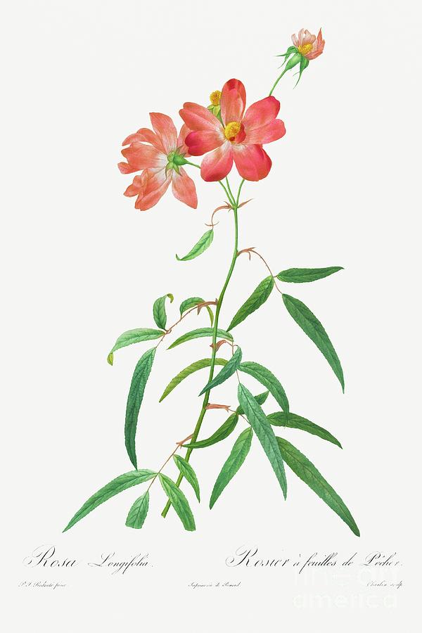 Rosa Longifolia 1817-1824 By Pierre-joseph Redoute And Henry Joseph Redoute Painting