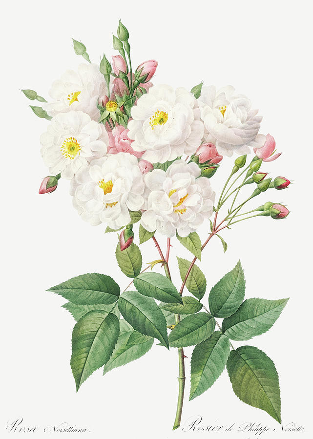 Pierre Joseph Redoute Painting - Rosa Noisettiana, Rose of Philippe Noiselle by Pierre Joseph Redoute