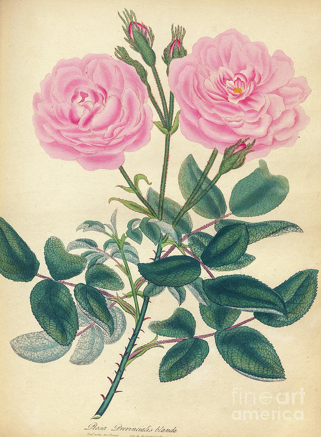 ROSA Provincialis, blanda, Blush Province Rose k1 Drawing by Botany