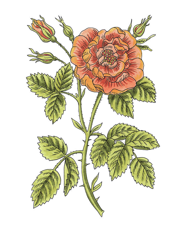  Rosa Soleil d Or Orange Rose Watercolor Flower Botanical Rosales Painting by Irina Sztukowski
