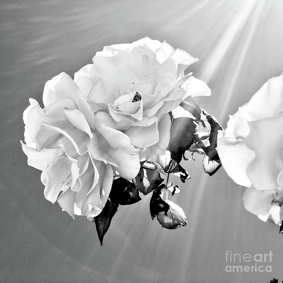 Rosa white sunbeams bw Mixed Media by Christine McCole